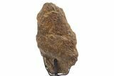 Dinosaur (Triceratops) Frill Shield Section - South Dakota #339988-2